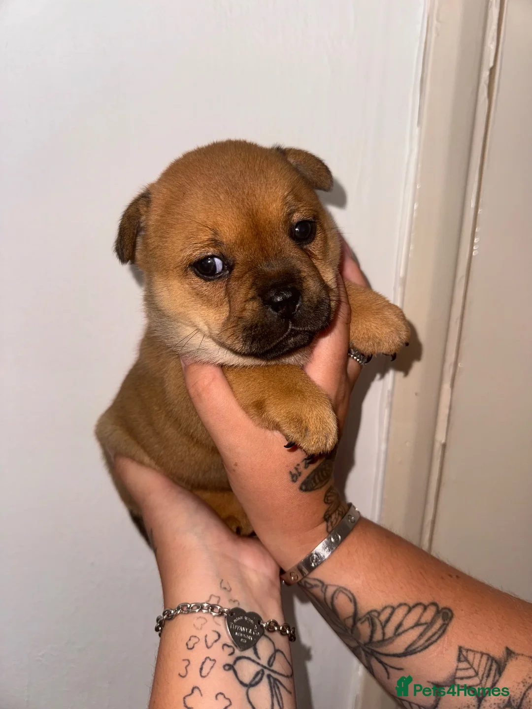 Mixed Breed dogs for sale: Frenchie x chow chow - Advert 2