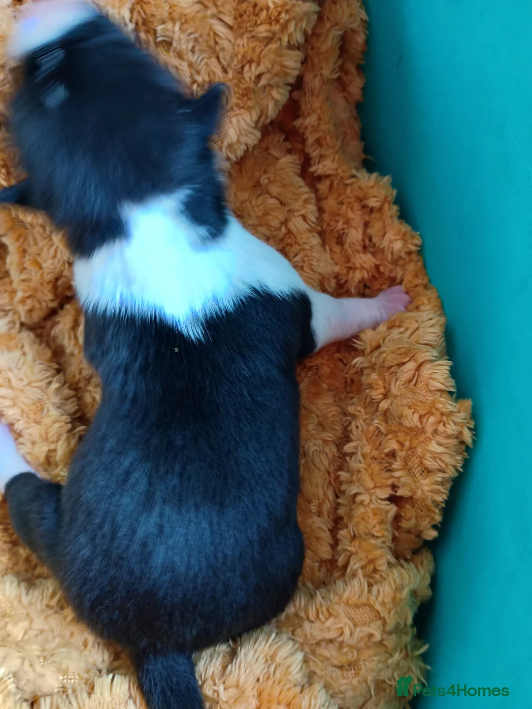 Basenji dogs for sale: Top quality lines pedigree Basenji pups.Ready now. - Advert 27