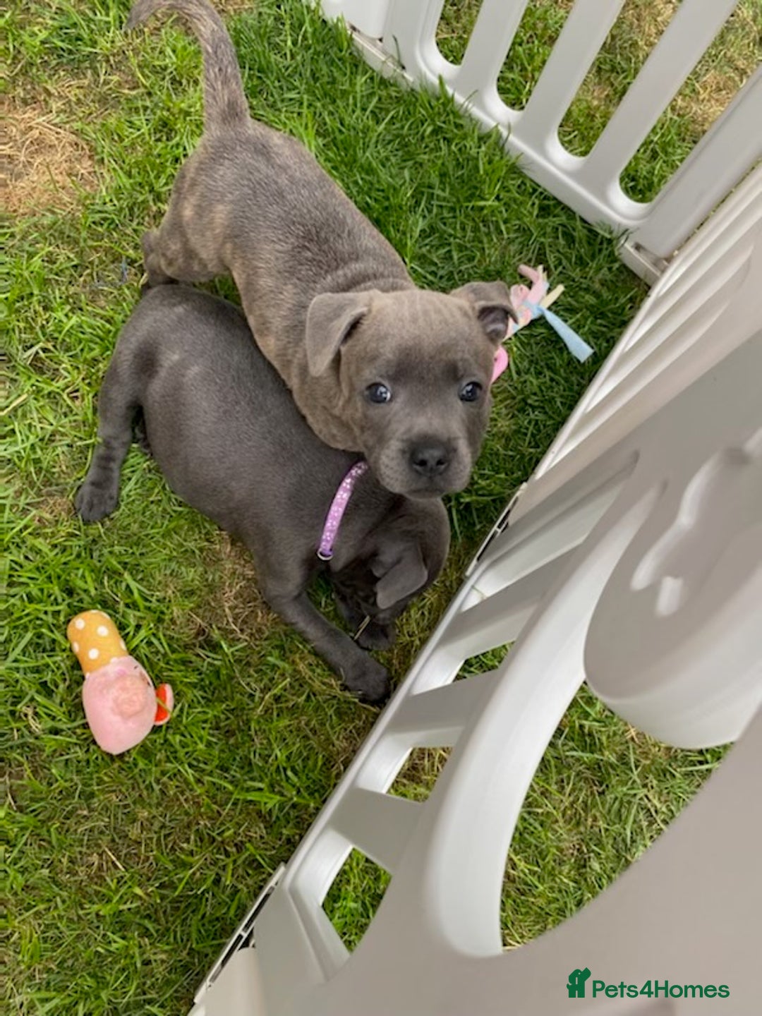 Staffordshire Bull Terrier dogs for sale: KC registered Blue Staffordshire bull terrier’s  in Colchester - Image 26