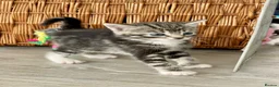 Mixed Breed cats for sale: Lovely half British shorthair half Russian blue  in Godalming - Advert 6