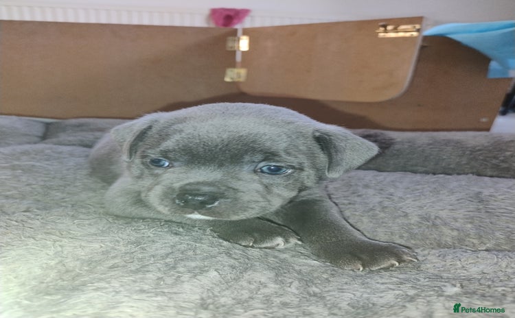 Staffordshire Bull Terrier dogs - Advert 1