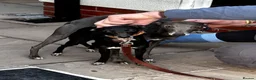 Italian Greyhound dogs for sale: KC Registered Italian Greyhounds Puppies - Advert 2