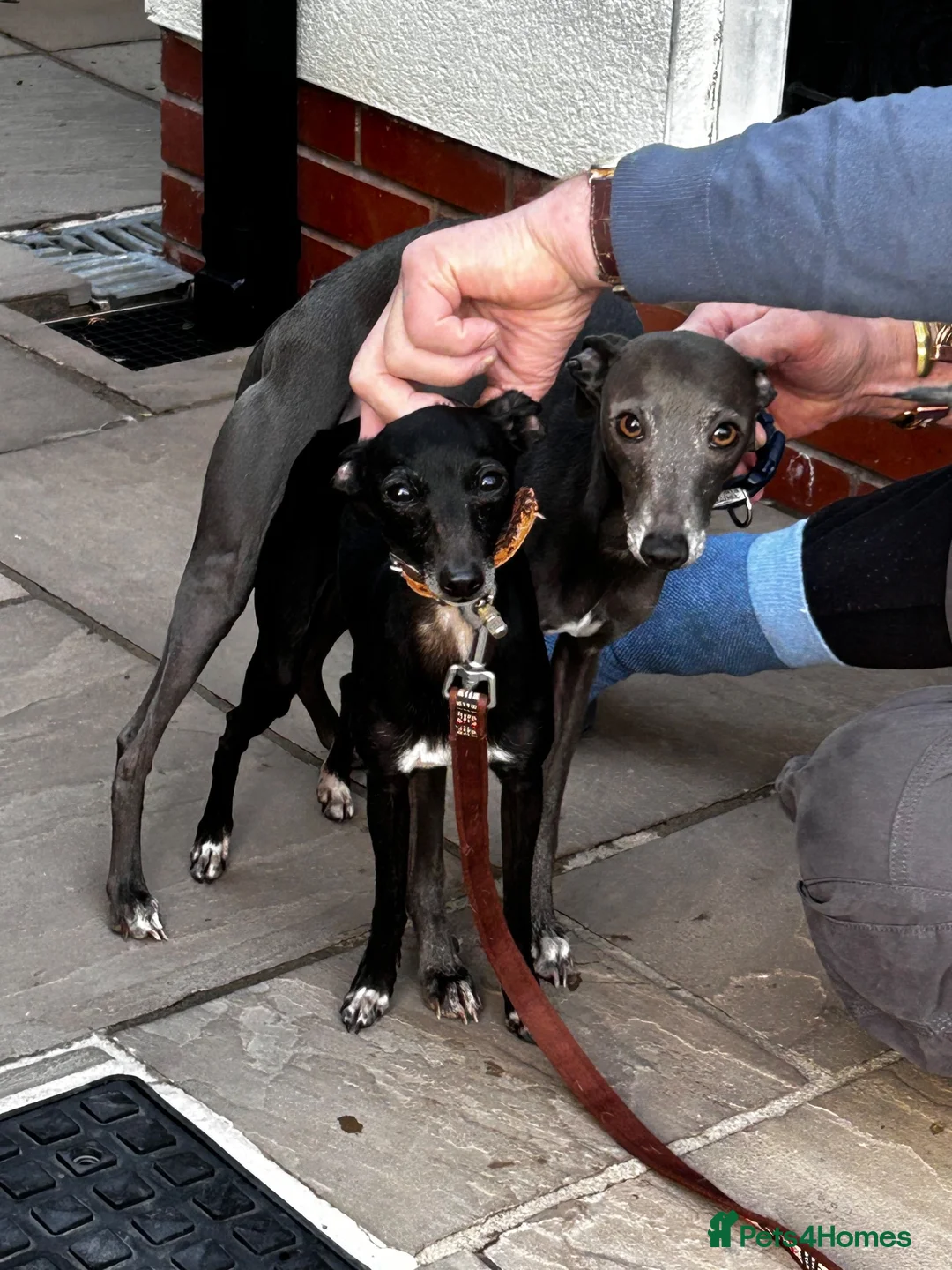 Italian Greyhound dogs for sale: KC Registered Italian Greyhounds Puppies - Advert 2