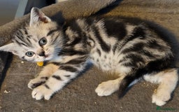 British Shorthair cats for sale: Beautiful bsh kittens  - Image 19