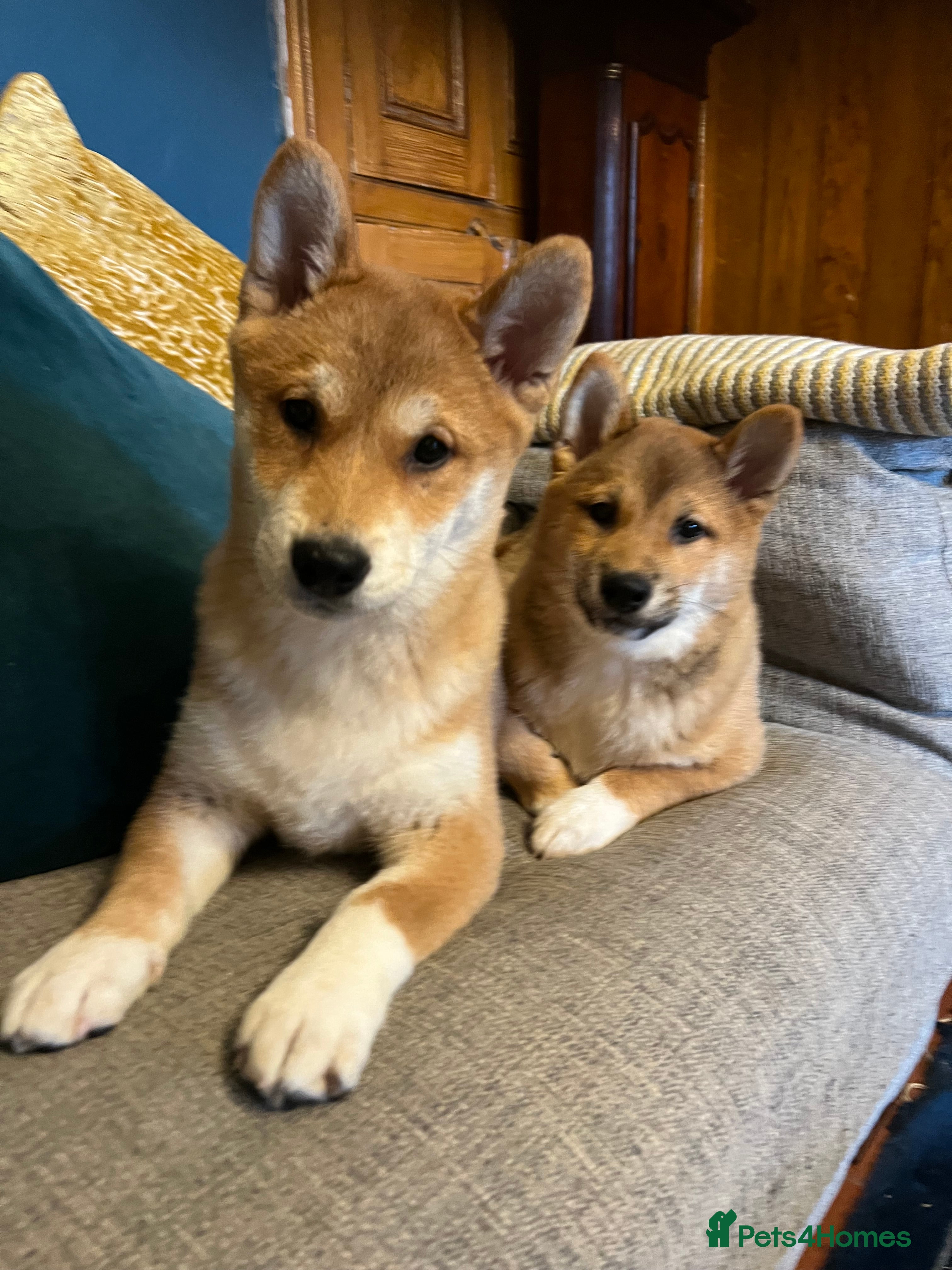Japanese Shiba Inu dogs K.C reg Red Japanese Shiba Inu Puppies - Advert 1