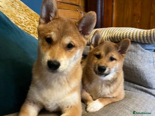 Japanese Shiba Inu dogs K.C reg Red Japanese Shiba Inu Puppies - Advert 3