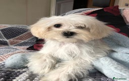 Maltipoo dogs for sale: maltipoo puppies for sale  - Image 9