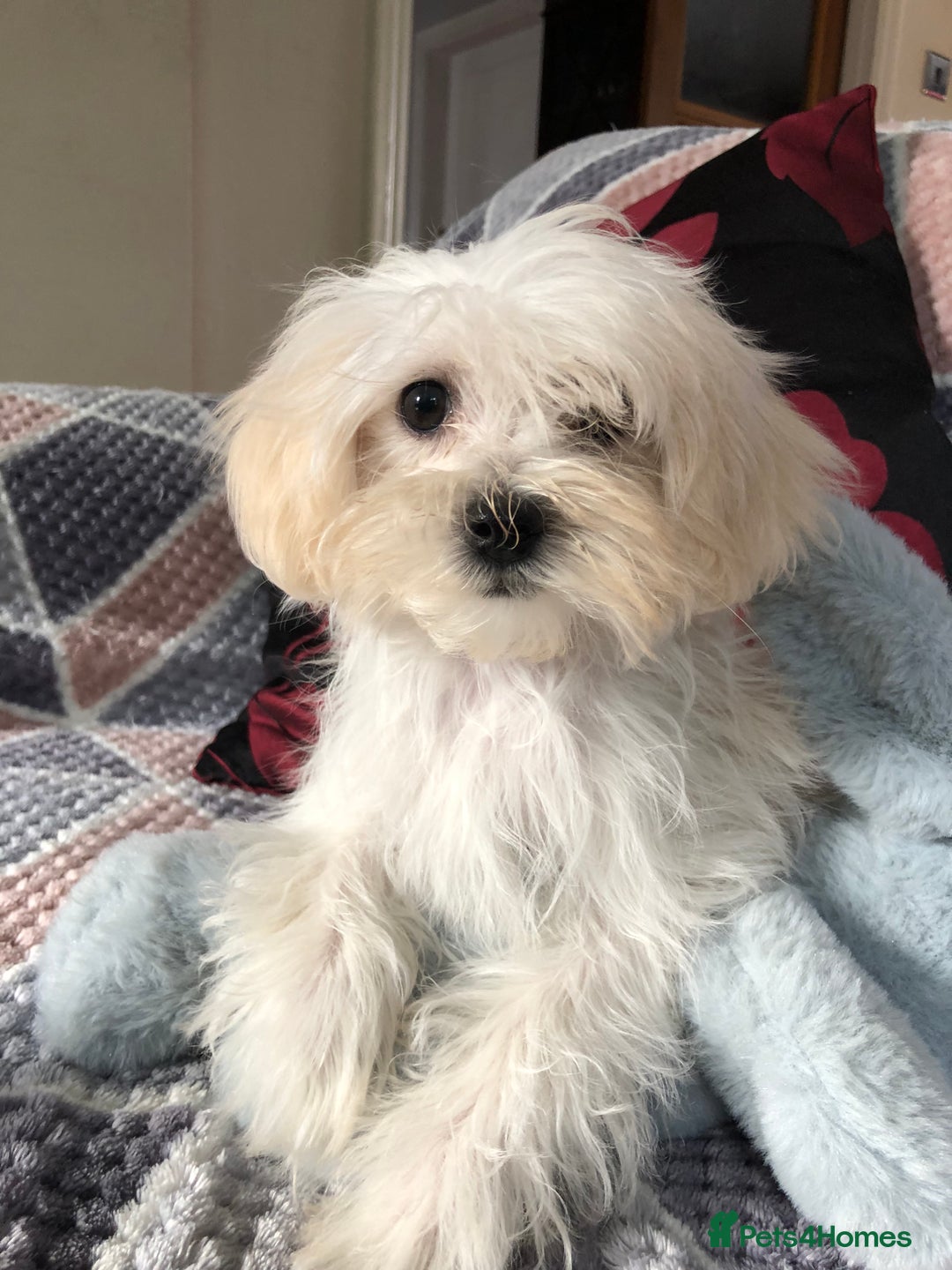 Maltipoo dogs for sale: maltipoo puppies for sale  - Image 9