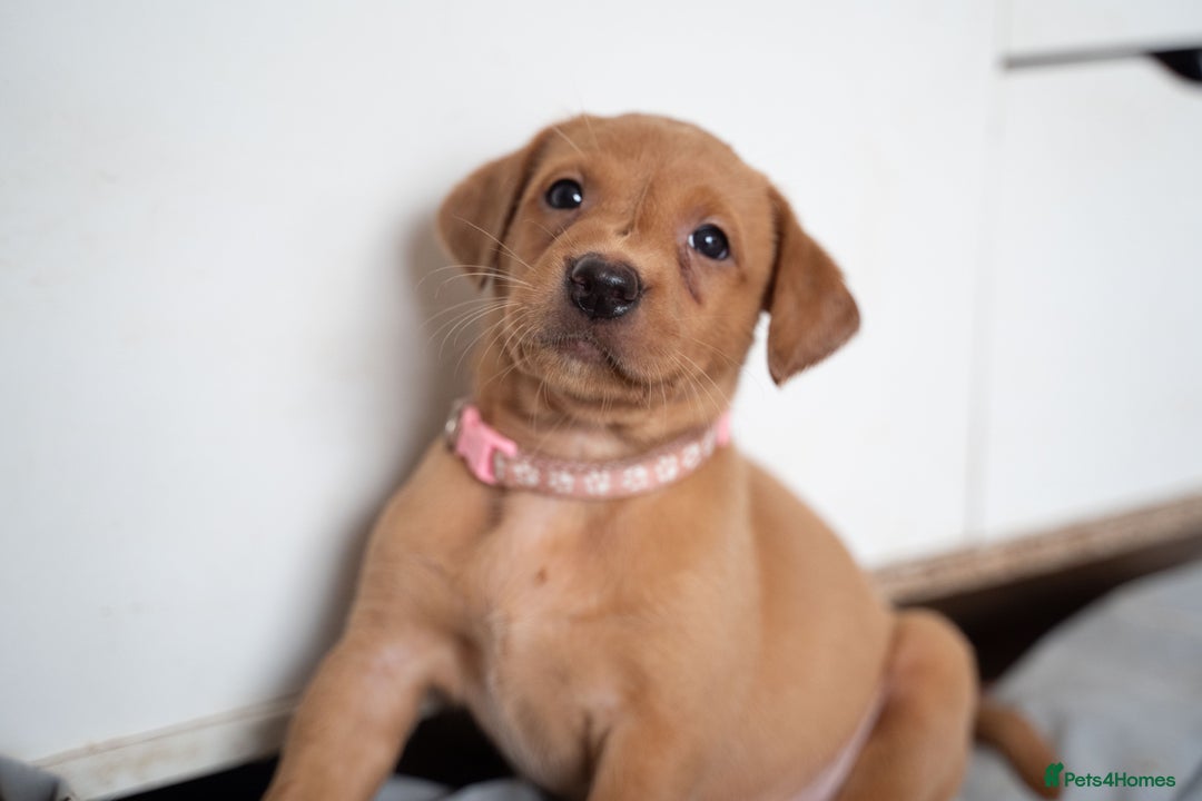 Labrador Retriever dogs for sale: Stunning Fox Red Labrador Puppies For Sale - Image 12