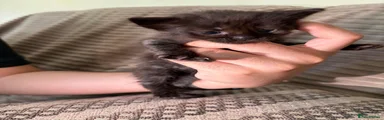 Maine Coon Kitten 1