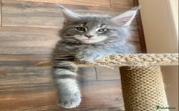 Maine Coon cats for sale: Pure Maine Coon Kittens READY TO LEAVE now! - Image 11
