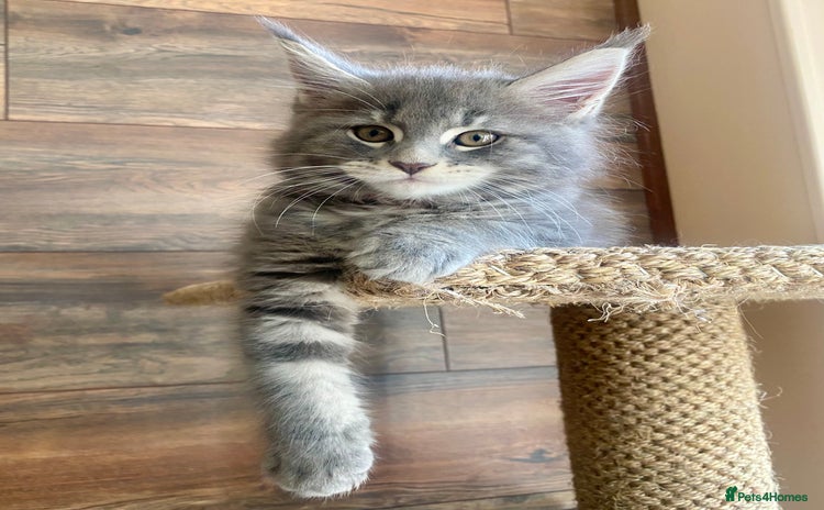 Maine Coon cats - Advert 16