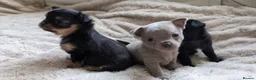 Chihuahua dogs for sale: 3 beautiful chihuahua puppies  - Advert 25