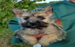 Cairn Terrier dogs for sale: Beautiful litter of Pedigree Cairn Terrier’s  - Image 11