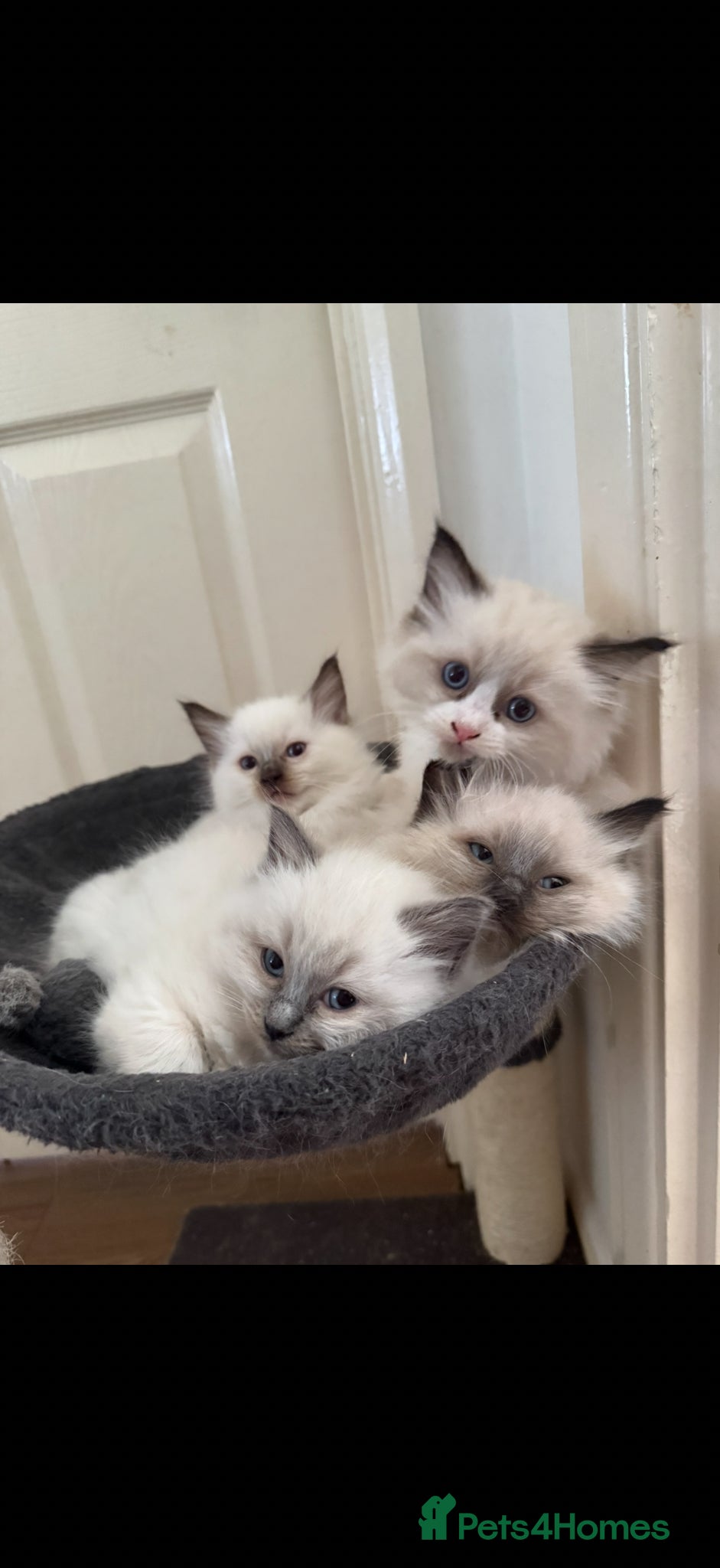 Ragdoll cats READY NOW Ragdoll kittens  - Advert 1