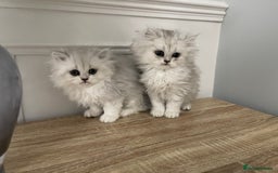 Persian cats for sale: Silver chinchilla Persian kittens  - Image 7