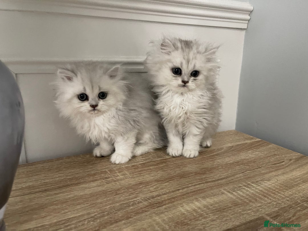 Persian cats for sale: Silver chinchilla Persian kittens  - Image 7