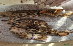 Bengal cats for sale: Amazing Bengal kittens 🥰 last boy left ❤️ in Corby - Image 17