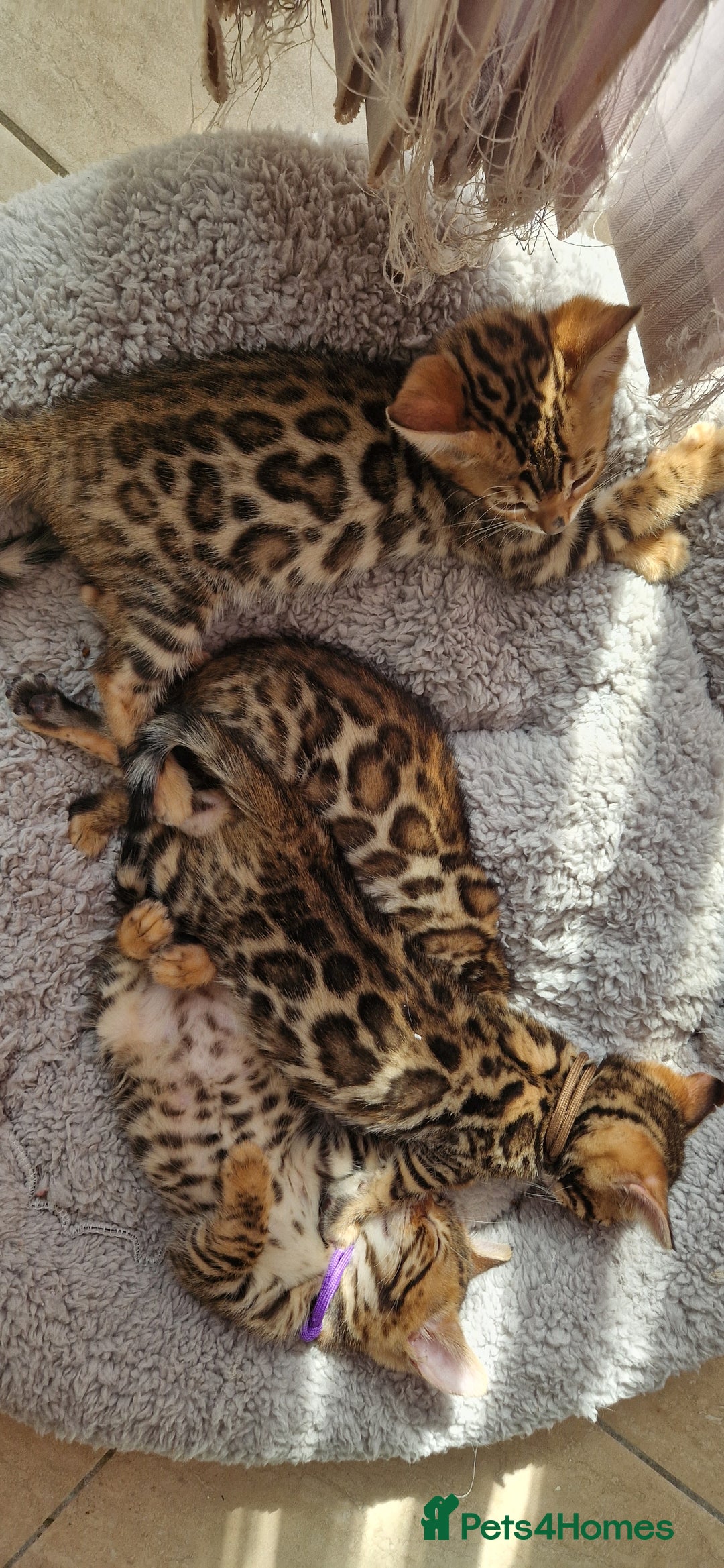 Bengal cats for sale: Amazing Bengal kittens 🥰 last boy left ❤️ in Corby - Image 17