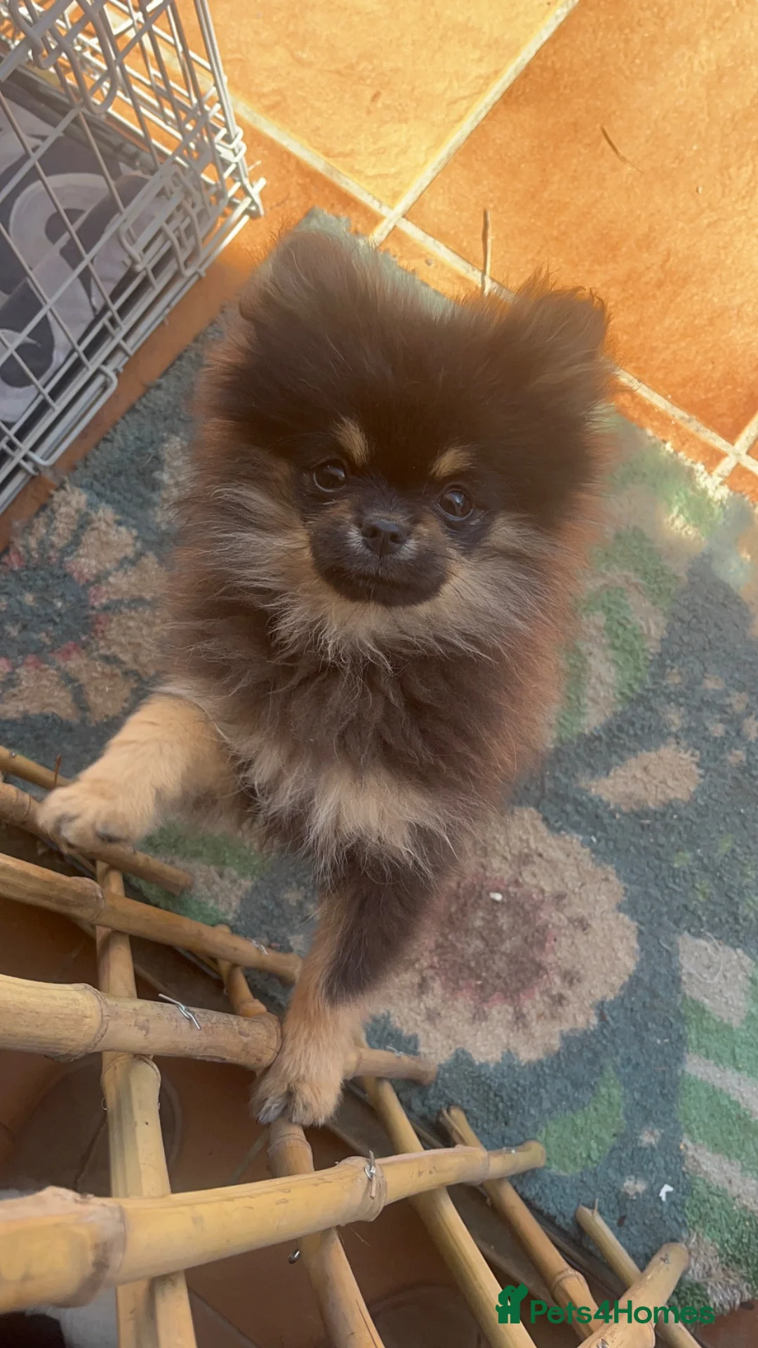 Pomeranian dogs for sale: TOY Pomeranians ready to go  - Advert 2