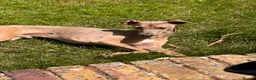 Italian Greyhound dogs for sale: Ted - Italian greyhound in Sittingbourne - Advert 4