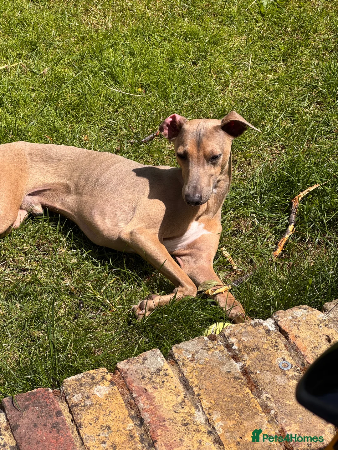 Italian Greyhound dogs for sale: Ted - Italian greyhound in Sittingbourne - Advert 4