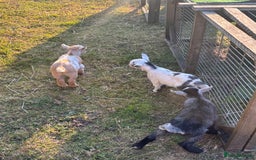 Goats livestock for sale: Three Pygmy goat kids looking for homes  - Image 9