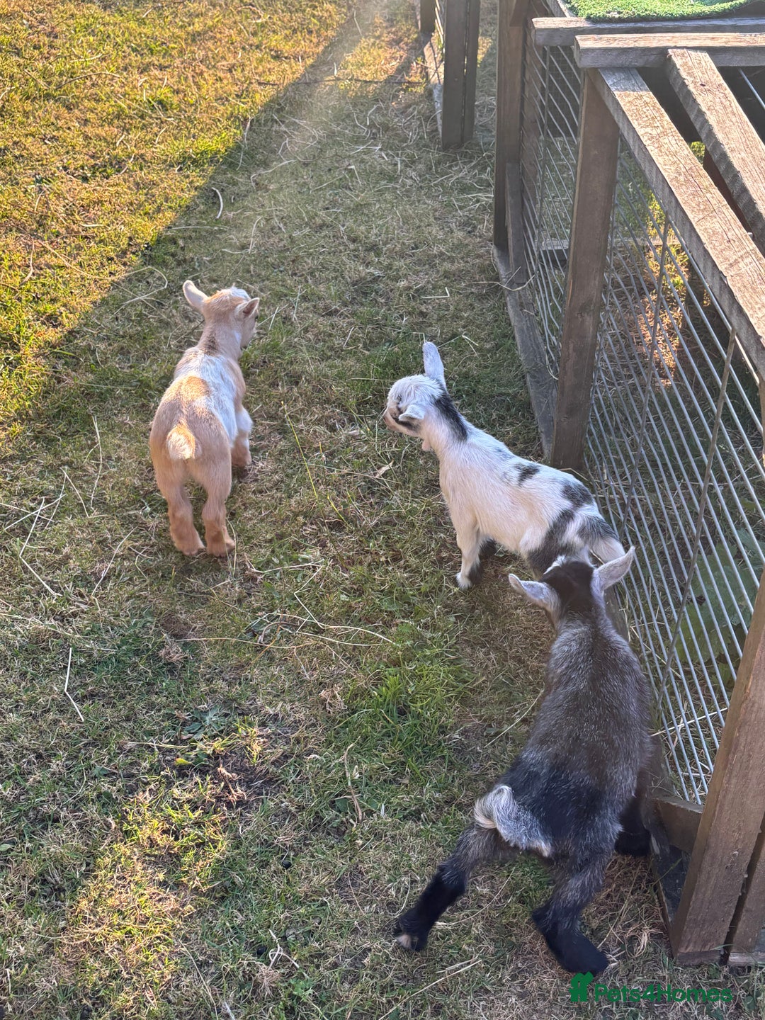 Goats livestock for sale: Three Pygmy goat kids looking for homes  - Image 9