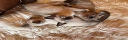 Tonkinese cats for sale: Exquisite Tonkdolls - Advert 26