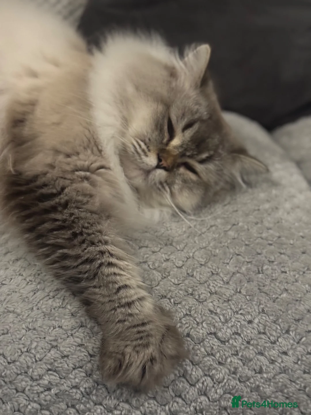 Scottish Fold cats for sale: Beautiful male Scottish straight❤️ - Advert 10