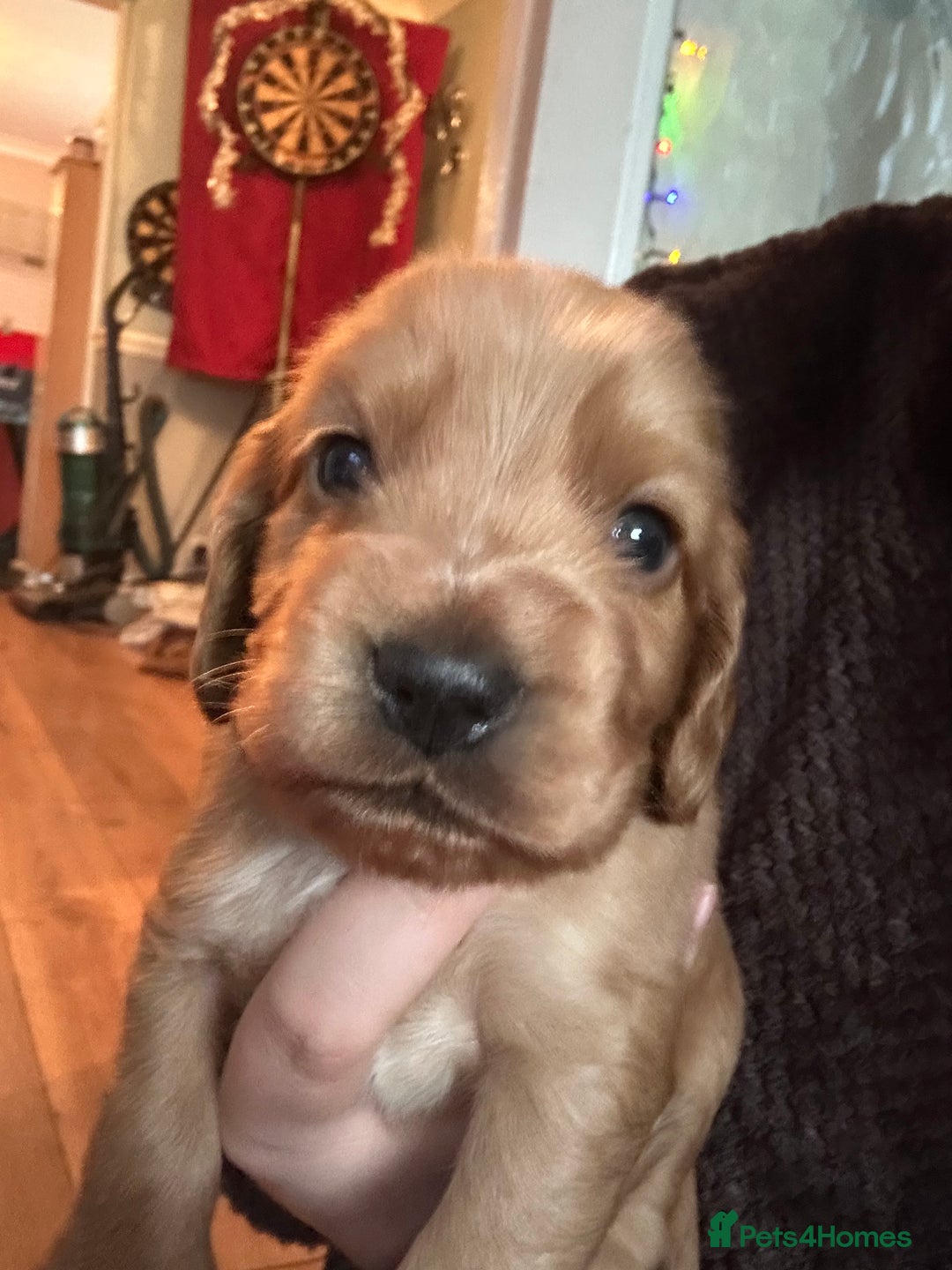 Sprocker dogs for sale: Beautiful Sprocker Puppies For Sale  - Advert 9