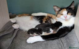 Domestic Shorthair cats for sale: Gorgeous Trio of Kittens to go together - Image 3