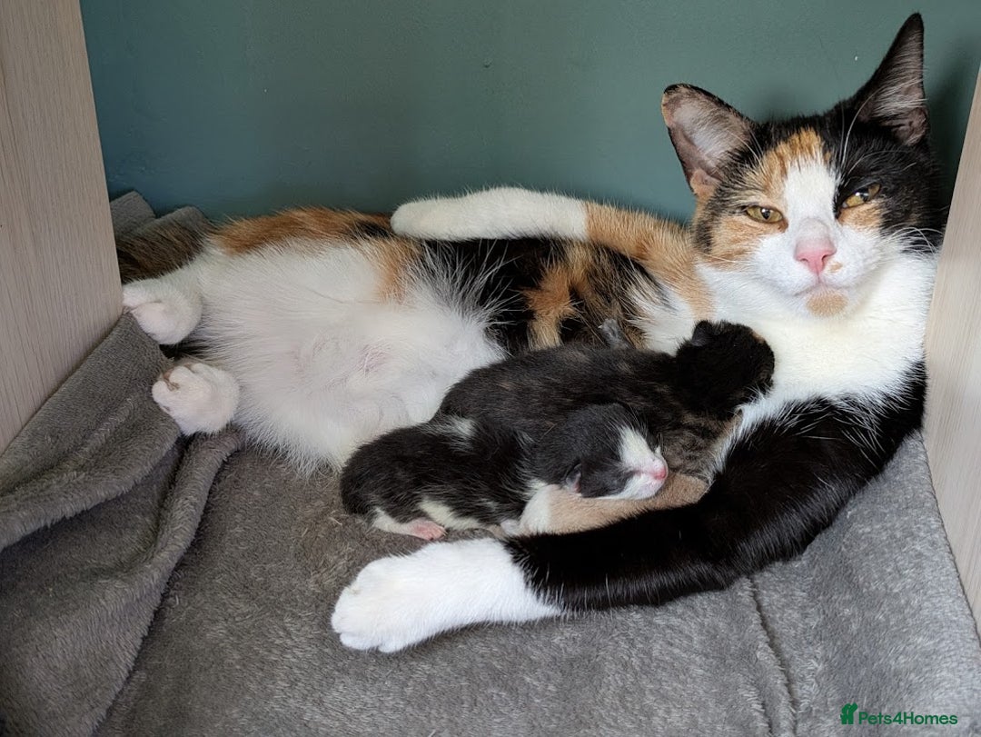 Domestic Shorthair cats for sale: Gorgeous Trio of Kittens to go together - Image 3