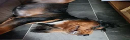 Cocker Spaniel dogs for sale: 2yr old male tri-colour cocker spaniel  - Advert 8