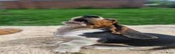 Basset Hound dogs for sale: Beautiful Basset Hounds Ready now - Advert 19