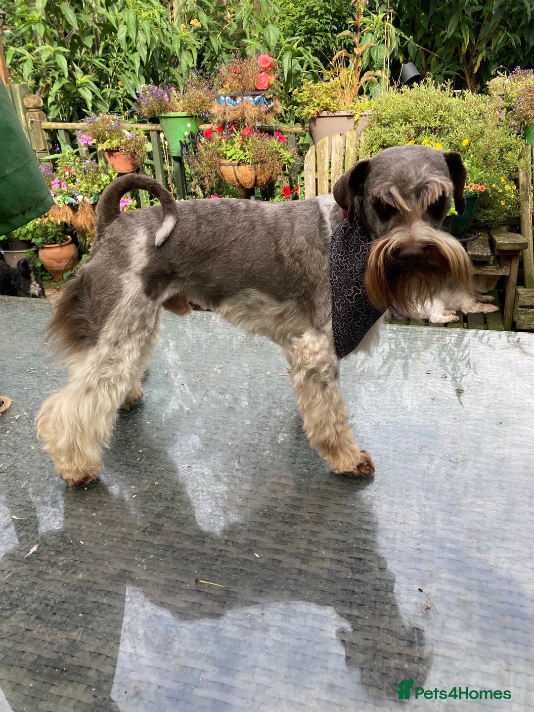 Miniature Schnauzer dogs for stud: KC Reg Choc/White Min Schnauzer MAC +BVA Clear in Coventry - Advert 11