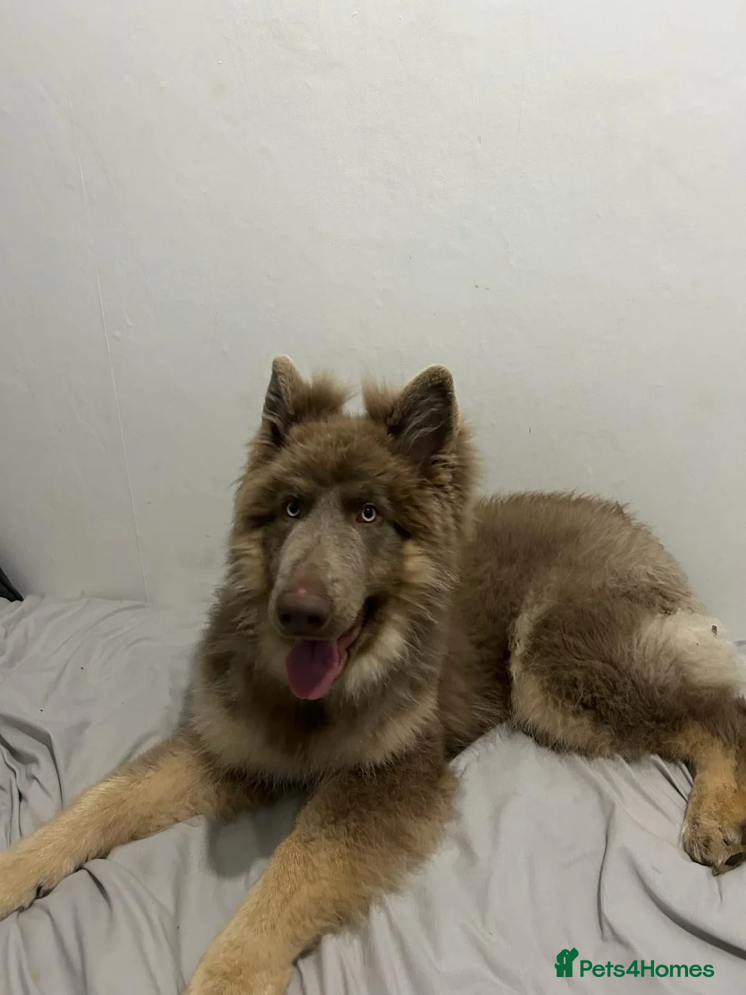 German Shepherd dogs for sale: Meet Sixty. Our Beautiful Isabella German Shepherd - Advert 25