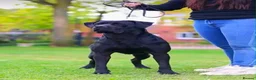 Mixed Breed dogs for sale: Cane corso x presa canario - Advert 5
