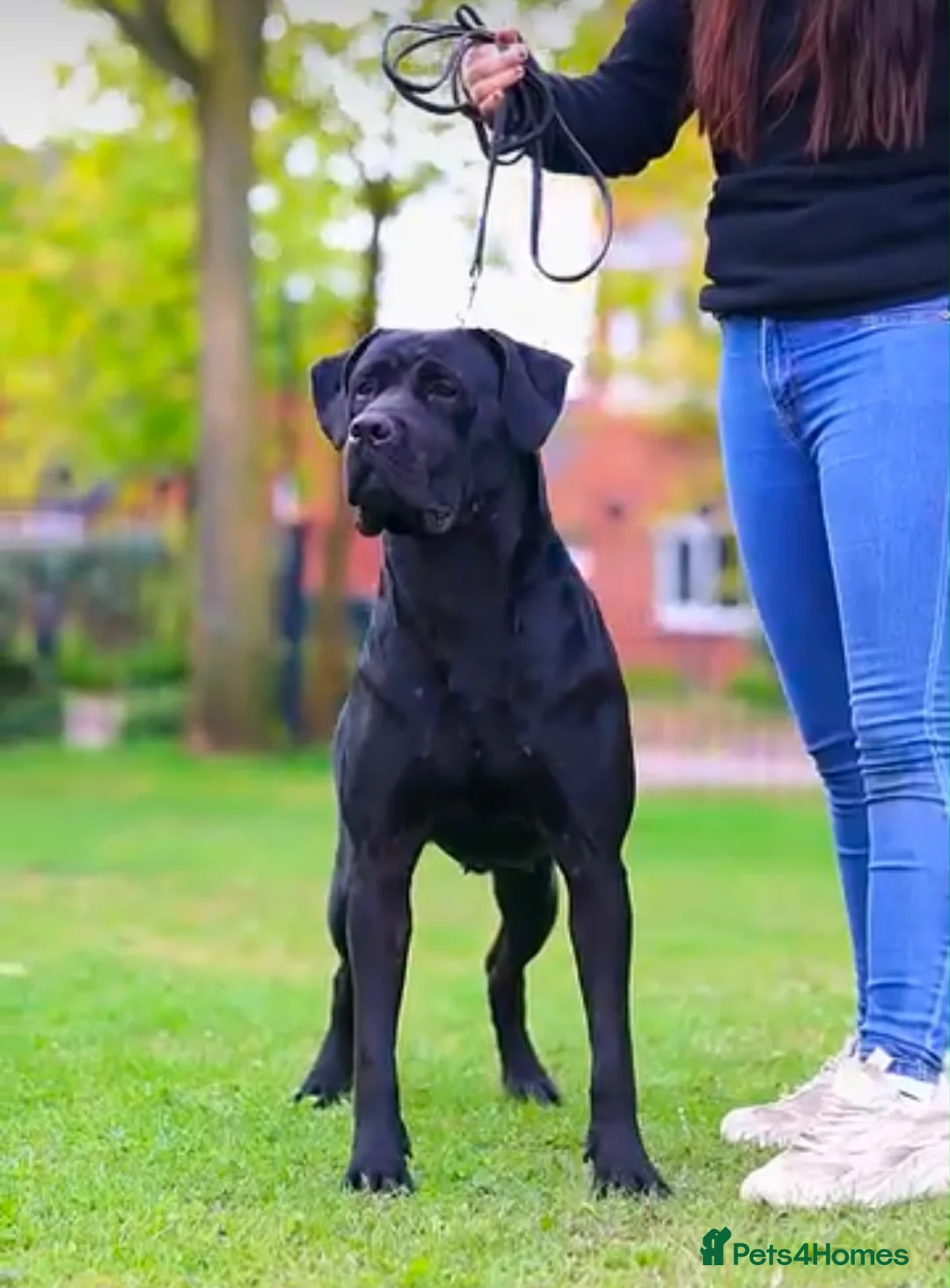 Mixed Breed dogs for sale: Cane corso x presa canario - Advert 5