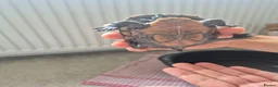 Turtle reptiles for sale: 3 x Black musk turtles in Hailsham - Advert 9