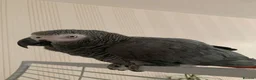 Parrots birds for sale: Male and female congo African Grey Parrots in Southampton - Advert 4