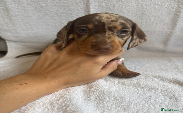 Miniature Dachshund dogs - Advert 12