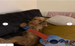 Doxiepoo dogs for sale: Male Daxipoo for sale  - Image 5