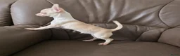 Chihuahua dogs for sale: Precious Paws, Bright Personalities—Chihuahuas in Manchester - Advert 6