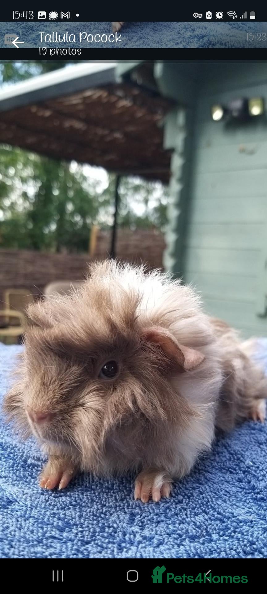 Guinea Pig rodents Baby and young boars available  - Advert 2