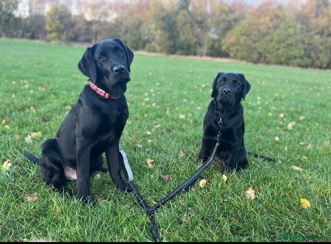 Labrador Retriever dogs for stud: Show Labrador for stud  - Image 1