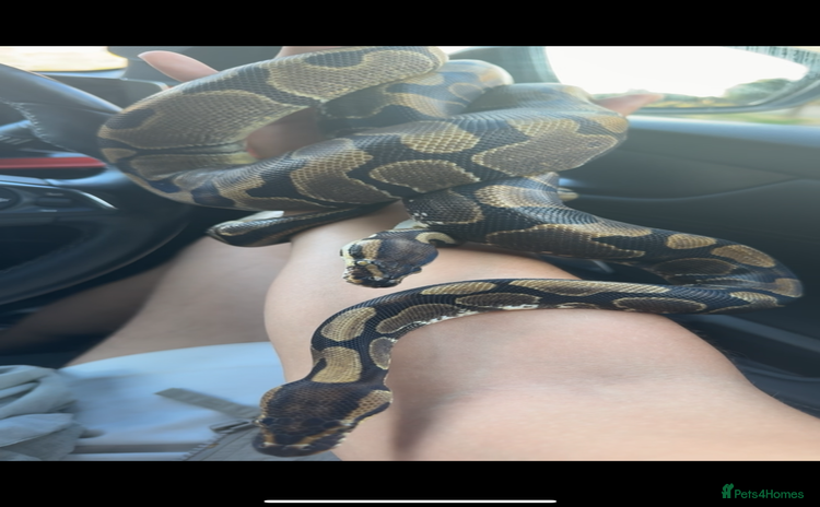 Python Snake reptiles - Advert 1