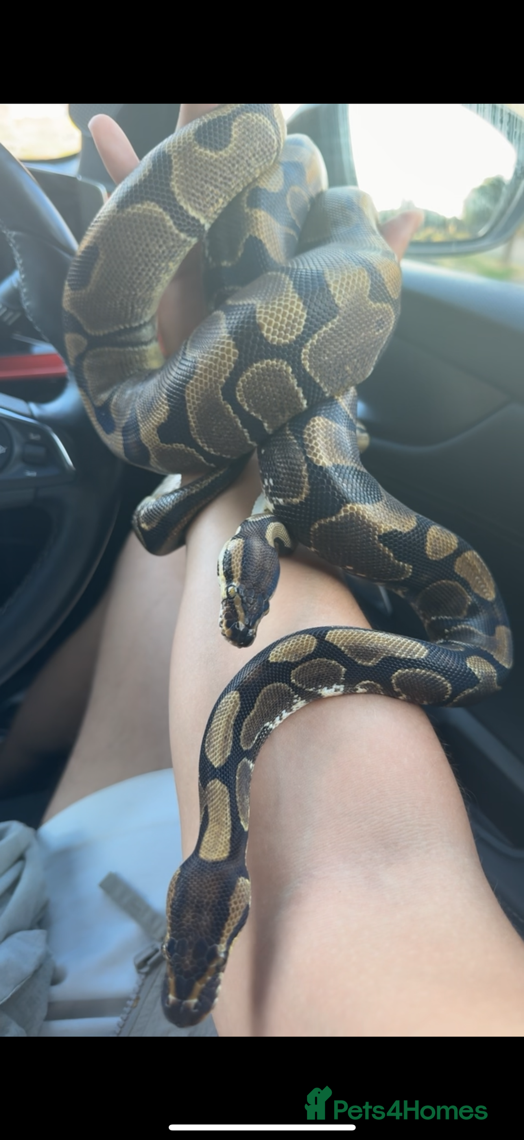 Python Snake reptiles for sale: Two sister royals - for sale  - Image 1