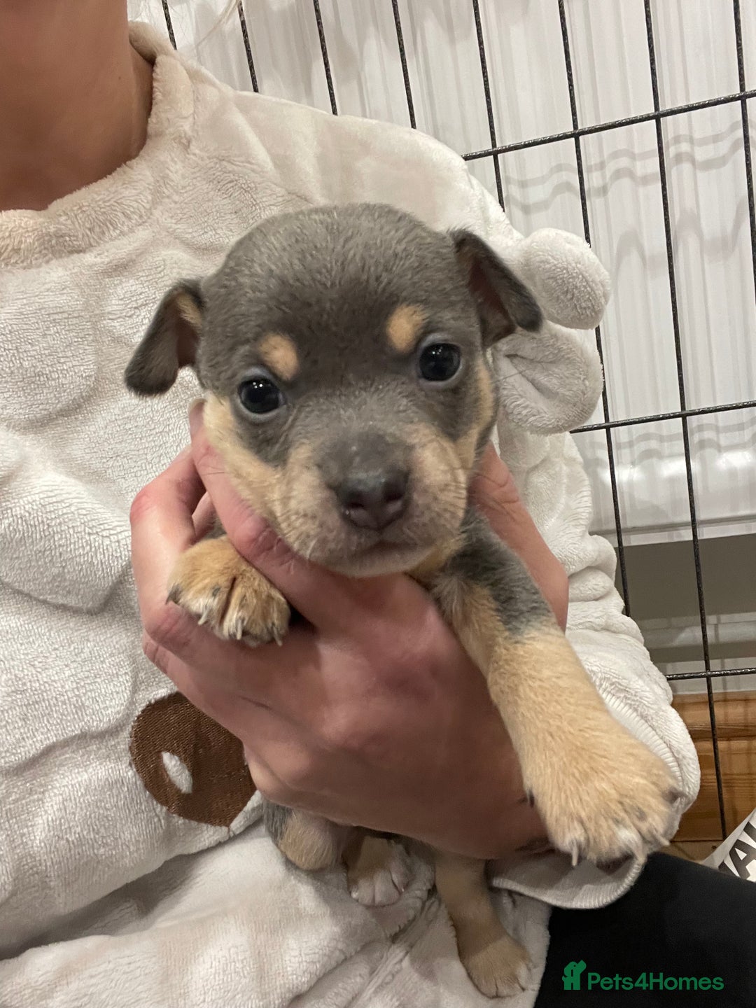 Jack Russell dogs for sale: Miniature Jack Russell Puppies  - Advert 2