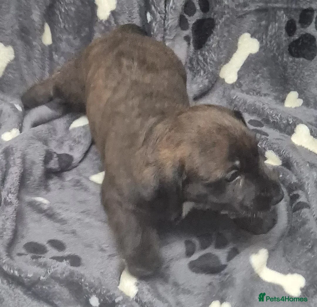 Jackapoo dogs for sale: Jackapoo type pups - Advert 8